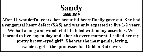 Text Box: Sandy2008-2019After 11 wonderful years, her beautiful heart finally gave out. She had a congenital heart defect (SAS) and was only expected to live 1-2 years. We had a long and wonderful life filled with many activities. We learned to live day to day and  cherish every moment. I called her my pretty brown-eyed girl. She was the most gentle, loving, sweetest girlthe quintessential Golden Retriever.