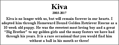 Text Box: Kiva 2003-2017Kiva is no longer with us, but will remain forever in our hearts. I adopted him through Homeward Bound Golden Retriever Rescue as a 10 week old puppy. He was the sweetest most loving boy and a great Big Brother to my golden girls and the many fosters we have had through his years. It is a rare occasional that you would find him without a ball in his mouth or three! 
